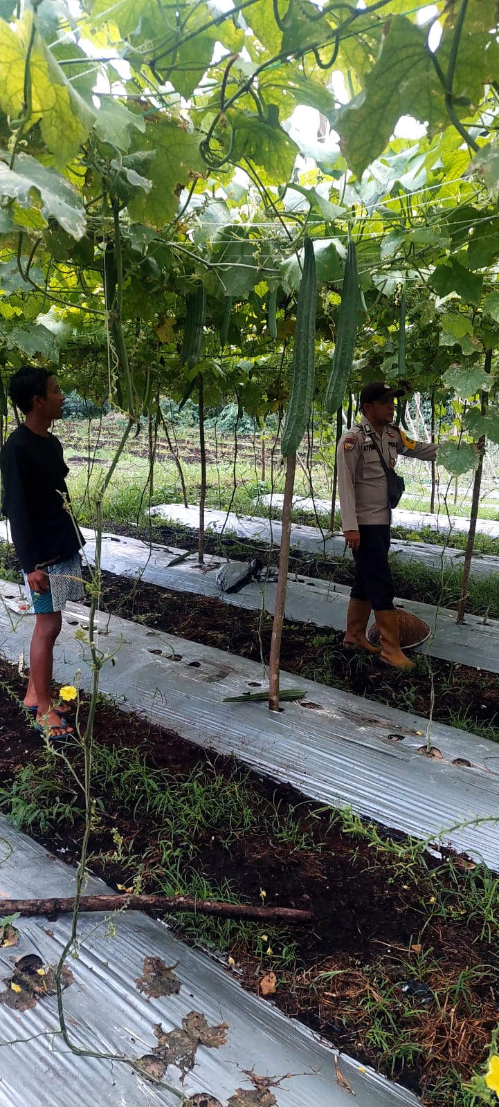 Bripka Afrizon Dorong Warga Kembangkan Gambas, Pekarangan Jadi Sumber Gizi dan Penghasilan