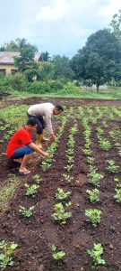 Bhabinkamtibmas Teluk Belengkong Aktif Dampingi Warga, Pekarangan Kacang Tanah Jadi Simbol Ketahanan Pangan Desa