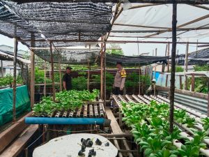 Bhabinkamtibmas Sungai Simbar Kawal Penanaman Sawi, Ketahanan Pangan Desa Jadi Prioritas