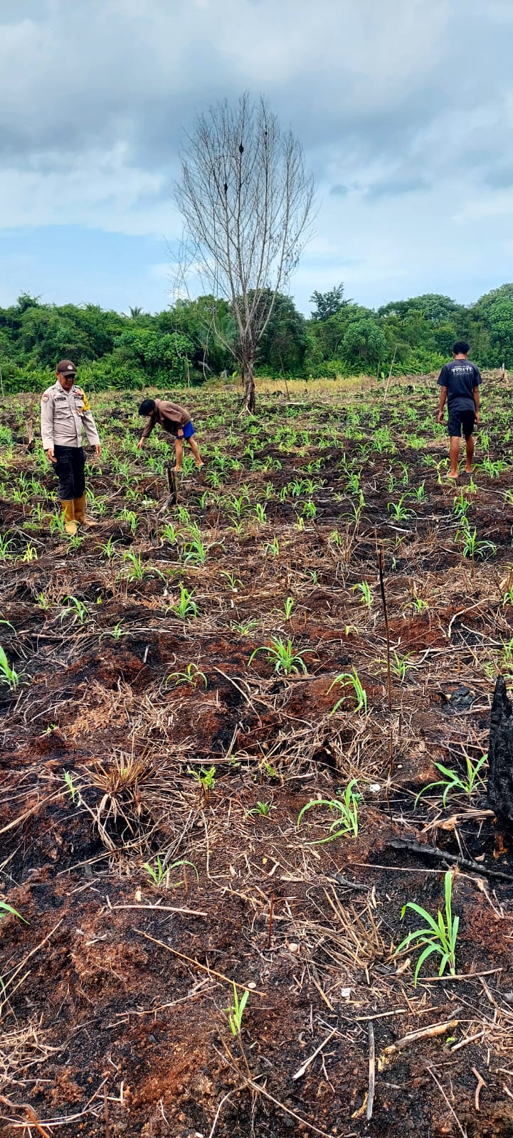 Bhabinkamtibmas Teluk Belengkong Turun ke Lahan, Pertumbuhan Jagung Warga Jadi Perhatian
