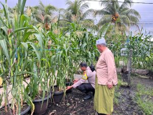 “Polisi Cinta Petani”, Bhabinkamtibmas Tagaraja Monitoring Tanaman Jagung Dukung Swasembada Pangan