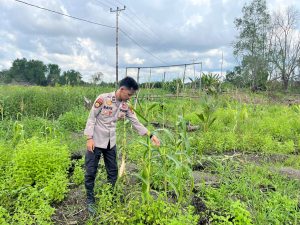 Dukung Asta Cita, Polsek Kuindra Pantau Progres Tanaman Jagung di Desa Teluk Dalam