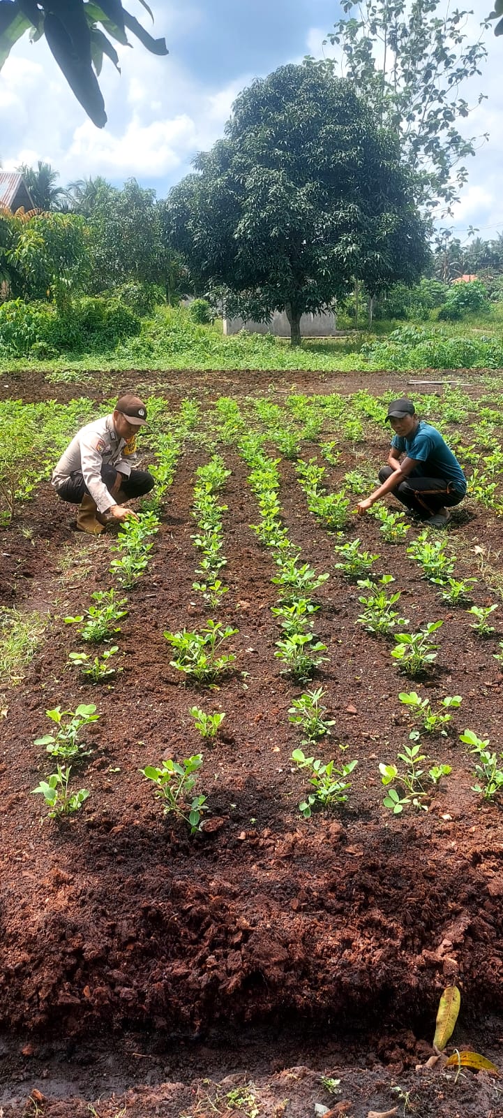 Bhabinkamtibmas Sambangi Kebun Warga, Semangat Ketahanan Pangan Terus Tumbuh di Griya Mukti Jaya