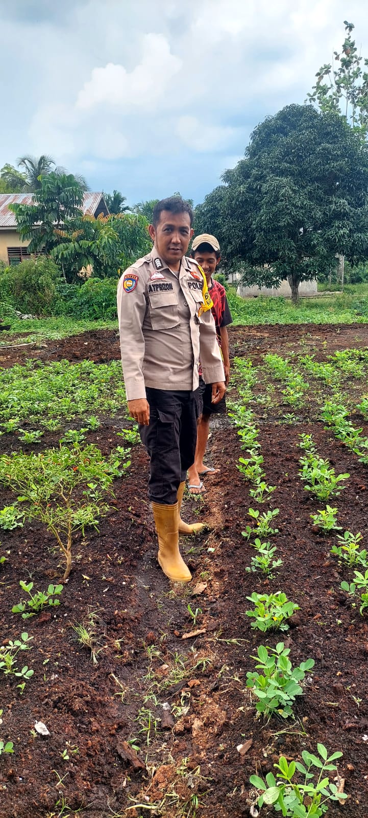 Bhabinkamtibmas Teluk Belengkong Aktif Dampingi Warga, Pekarangan Kacang Tanah Jadi Simbol Ketahanan Pangan Desa