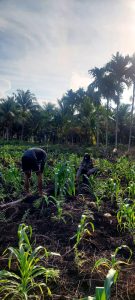 Lima Pekan Pascatanam, Jagung di Teluk Belengkong Tumbuh Subur, Bhabinkamtibmas Turun Langsung Lakukan Pemantauan
