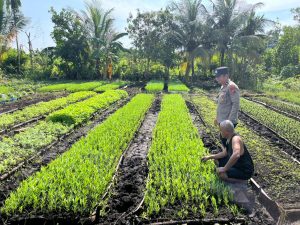 Polsek Kateman Dampingi Perawatan Tanaman Kangkung, Dukung Ketahanan Pangan di Tagaraja