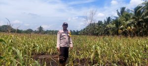 IMG 20260803 WA0113